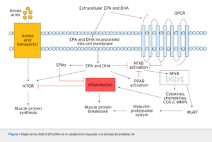 Efecto de los Omega 3 en la síntesis y degradación de proteína muscular