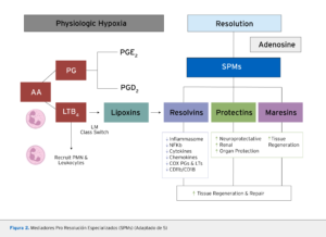 Acción de los Mediadores Pro Resolución Especializados derivados del Omega 3