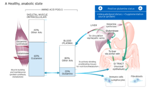 Funciones de la glutamina en la salud y recuperación