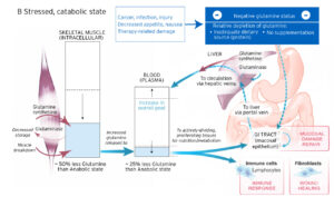 Funciones de la glutamina en la salud y recuperación