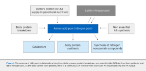 síntesis de nuevas proteínas