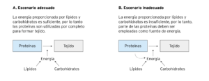 relación calorías no proteicas/nitrógeno
